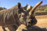 Последний в мире самец северного белого носорога скончался в США