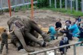 В Киевском зоопарке неизвестные опять пытались отравить животных