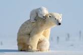 Белые медвежата играют с мамой-медведицей на снимках. ФОТО