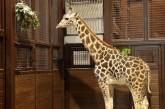 В Харьковском зоопарке рассказали, как встретили жирафа. ВИДЕО