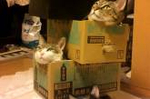 Кошки любят погружаться в коробки и другие емкости. ФОТО