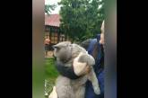 В Харькове домашний кот 10 дней просидел в гнезде на ели: его спасли волонтеры. ВИДЕО