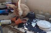Домашний кролик устроил потоп на кухне. ФОТО