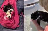 Британка завела кота, обожающего путешествовать в рюкзаке. ФОТО