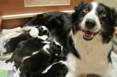 Счастливые мамочки-собаки со своими малышами. ФОТО