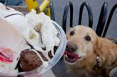 Собаки тоже любят лопать мороженное. ФОТО