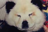 В Италии появились "собако-панды": хозяин цирка выдавал своих щенков за черно-белых мишек