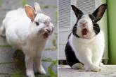 Зевающие кролики выглядят устрашающе. ФОТО