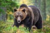 В Румынии медведи заняли курортный город и разгромили магазины. ВИДЕО