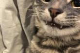 Котики с выдающимися клыками, которых можно принять за пушистых вампиров. ФОТО