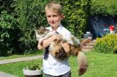 В Британии кот вернулся домой через сутки после "кремации". ФОТО