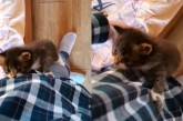 «Хочет внимания»: котенок смело заполз на ногу хозяина. ВИДЕО