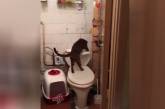 Забавный ролик: кот-«сантехник» удивил своими навыками. ВИДЕО
