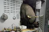 В Таиланде голодный слон вломился в дом, чтобы поесть риса. ФОТО