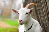 В Днепре трое пьяных мужчин украли пасущуюся козу
