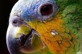 Курьез: попугай украл у хозяйки и проглотил 21 бриллиант. ФОТО