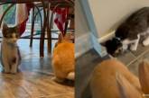 Котенок, считающий себя кроликом умилил Сеть (видео)