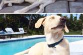 Собаки до и после спасения. ФОТО