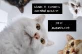 Переписала все на кота: яркие фотожабы на повышение пенсий и открытие рынка земли в Украине. ФОТО