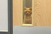 Кот Сол — самый суровый кот интернета. ФОТО
