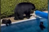 В Канаде из-за жары медведи залезли в частный бассейн  ( ВИДЕО)