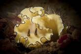 Потрясающе морские моллюски (ФОТО)
