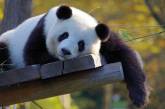 Больших панд спасли от вымирания
