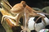 Происхождение осьминога-провидца поставили под сомнение