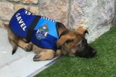 Слишком дружелюбную собаку исключили из полицейской академии (ФОТО)