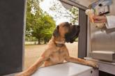 В британских парках начнут продавать мороженое для собак
