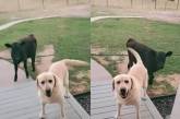Забавный ролик: пес привел домой рогатого друга (ВИДЕО)