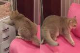 Смешные попытки кота открыть ящик заставили Сеть хохотать (ВИДЕО)