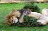 Львы превратились в котят, играя с елками
