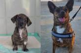 Собаки и котики на снимках до и после того, как они нашли любящий дом (ФОТО)