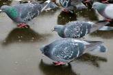 В Запорожье у бизнесмена голуби съели весь товар (ВИДЕО)