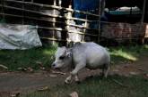 В Бангладеш отыскали корову размером с собаку (ФОТО)