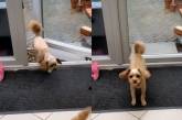 Собачка-чистюля показала, как надо заходить в дом (ВИДЕО)