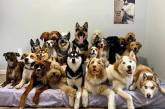 Собачий центр делает невозможное, идеально выстраивая песелей для групповых снимков (ФОТО)
