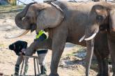 Как слонам делают педикюр на снимках (ФОТО)