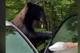 В США смелый водитель выгнал медведя из салона своей машины (ВИДЕО) 