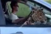 "Интересная кошечка": в Одессе заметили катающегося в авто леопарда (видео)