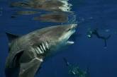 Дайвер столкнулся с самкой акулы во время фридайвинга близ Флориды (ФОТО)
