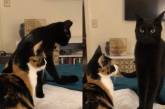 Хитрый кот показал забавную тактику нападения на подружку (ВИДЕО)