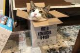 Котики и коробки: они просто созданы друг для друга (ФОТО)
