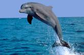 На курорте в Херсонской области дельфины порезвились на мелководье (ВИДЕО)
