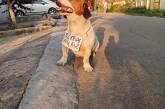 Курьез: даже собаки в Бердянске сдают жилье (ФОТО) 