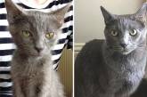 Милые котики до и после того, как их спасли от бездомной жизни (ФОТО)