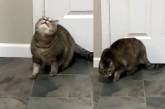 «Мило»: толстый кот «не вписался» в дверной проём (ВИДЕО)