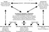 Древний секрет источника молодости: правильное сочетание продуктов