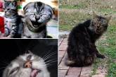 Милые чихающие кошки (ФОТО)
